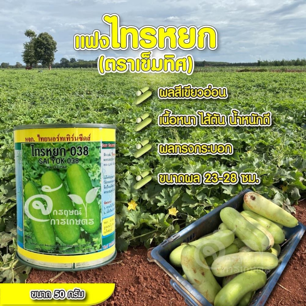 แฟงไทรหยก 038 ขนาด 50กรัมได้เม็ด1200-1300เม็ด ดกมาก ลูกสวยขึ้นวลช้า