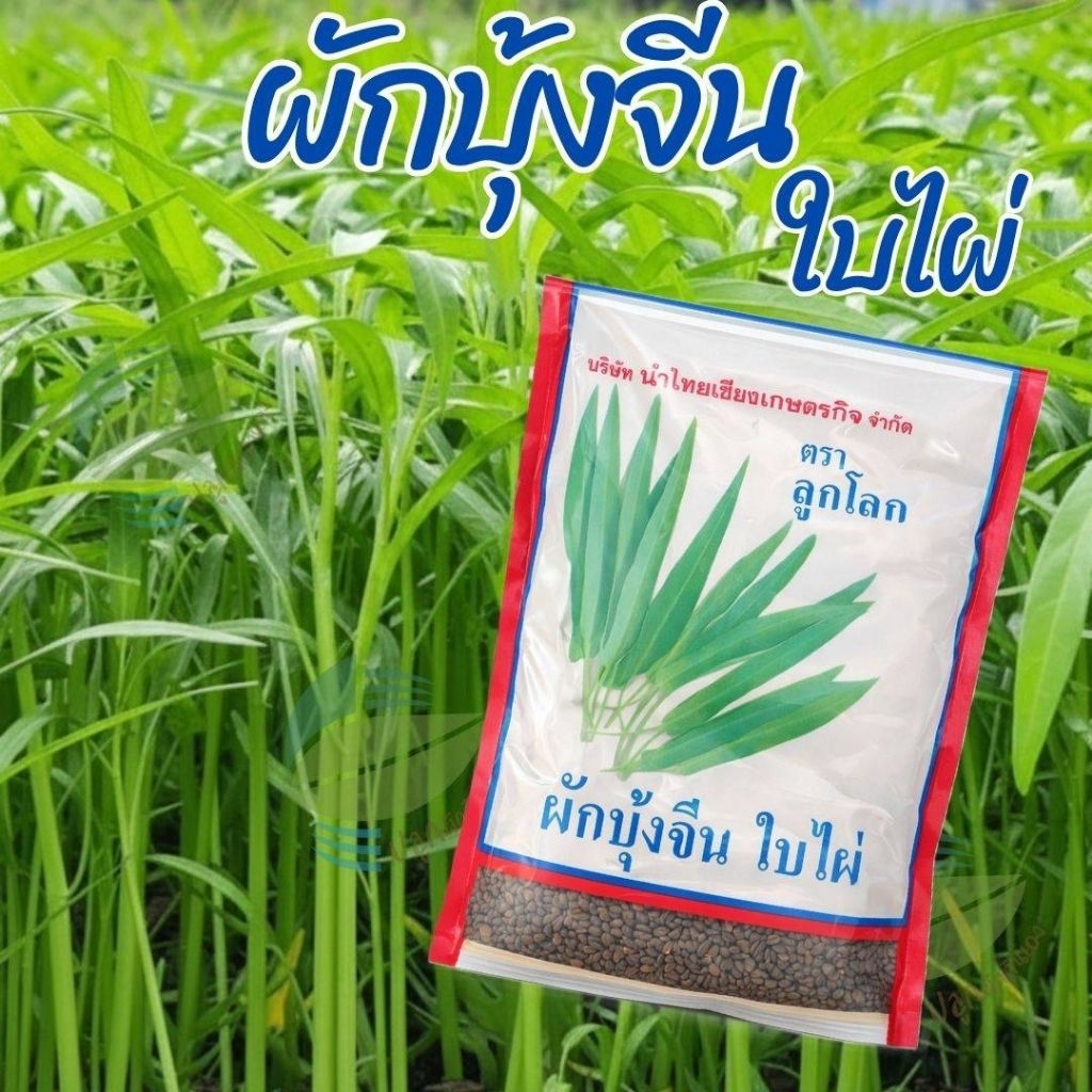 เมล็ดพันธุ์ ผักบุ้งจีน ใบไผ่ ตราลูกโลก ( 1 กิโลกรัม )