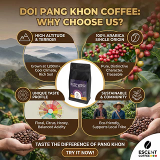 เมล็ดกาแฟอาราบิก้าแท้จากดอยปางขอน จังหวัดเชียงราย คัดสรรคุณภาพเยี่ยม