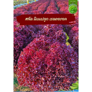 เรดโอ๊ค เมล็ดผัก ตระกูล สีแดง เมล็ดพันธุ์ภายในปี รับประกันอัตราการงอก สายพันธุ์ดี