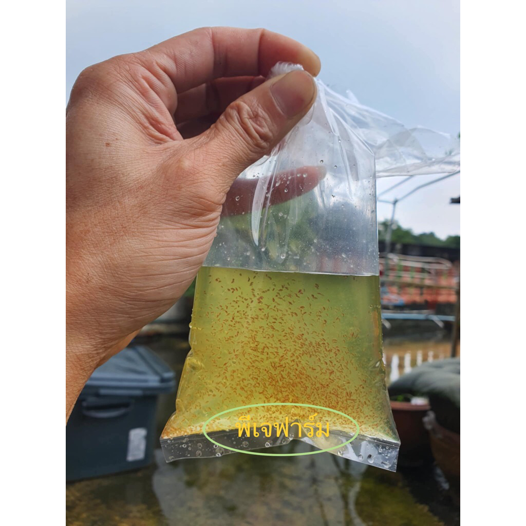 อาหารปลาไรแดงมาโคร โคปา สำหรับนำไปขยายพันธ์ แตกตัวดีมาก กินน้ำเขียวเก่ง ถ่ายวีดีโอขณะแกะกล่องเคลมฟรี ปลอดโรติเฟอร์