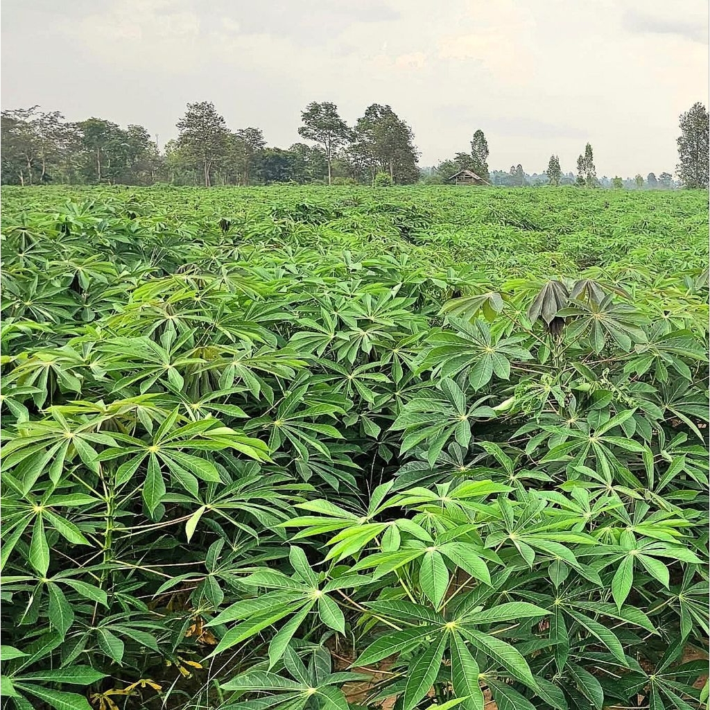 บีโกรว์ ฮอร์โมนพืช เร่งโต ใบเขียว ป้องกันโรคและแมลง ของแท้ ส่งฟรี [2 แถม 3] - รูปที่ 4