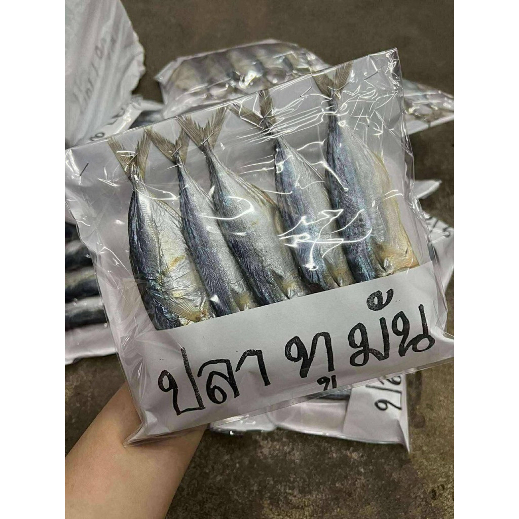 ปลาทูมัน 5 ตัว 🐟🐟พร้อมส่ง 🔥