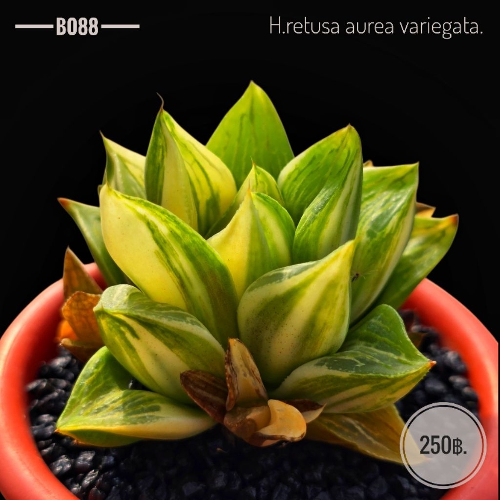 H.retusa aurea variegata. B088