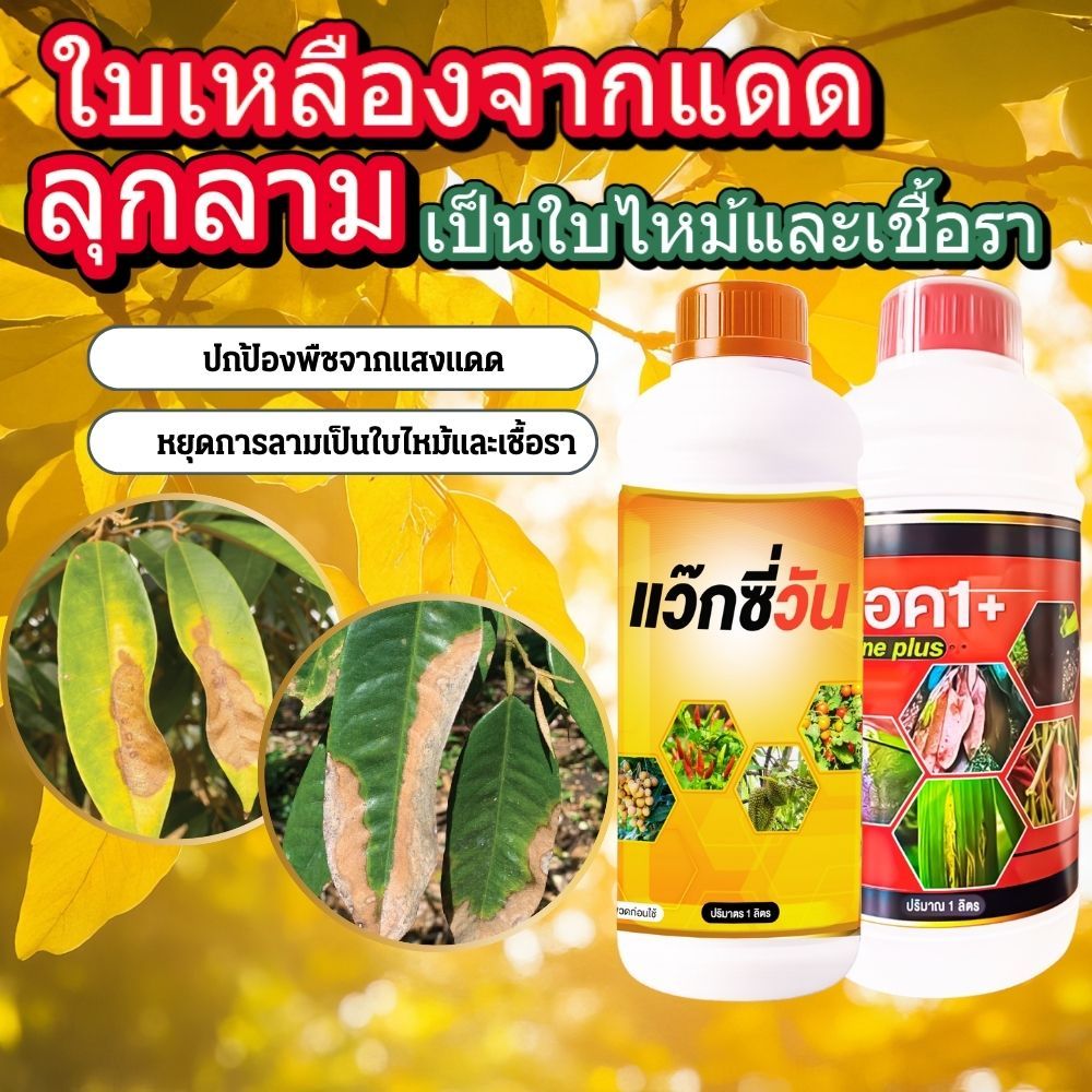 จบปัญหา อาการซันเบิร์น ใบเหลือง ใบไหม้จากแดด และยังลามเป็นเชื้อรา ป้องกันและรักษาซันเบิร์นและเชื้อรา