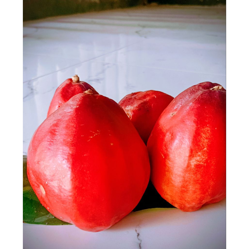 🍎ต้นชมพู่มะเหมี่ยวในถุงชำแบบเพาะเมล็ด🍎ซื้อ 4ต้น แถมฟรี 1ต้น