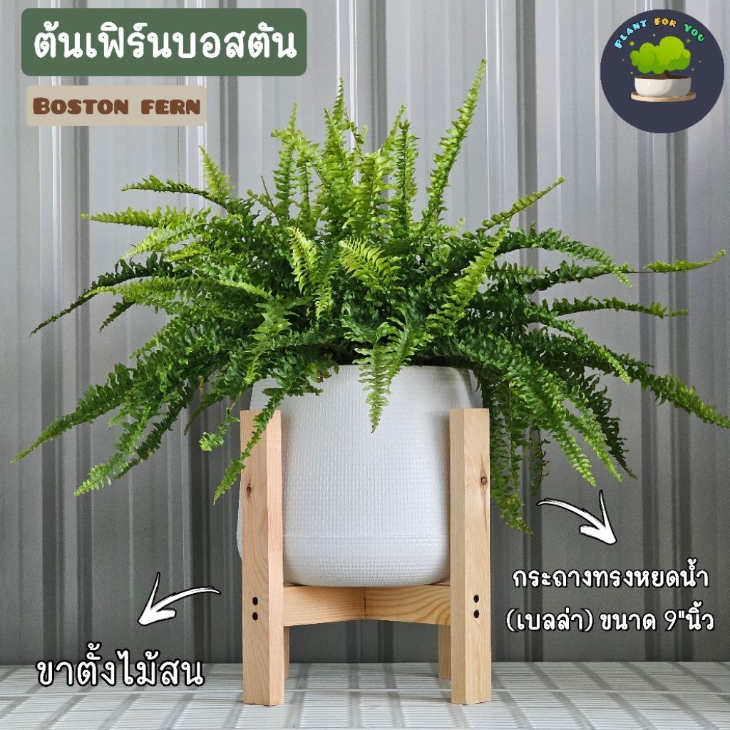ต้นเฟิร์นบอสตัน Boston fern (ต้นใหญ่) พร้อมกระถางครบชุดพร้อมปลูก (ต้นไม้ฟอกอากาศ)