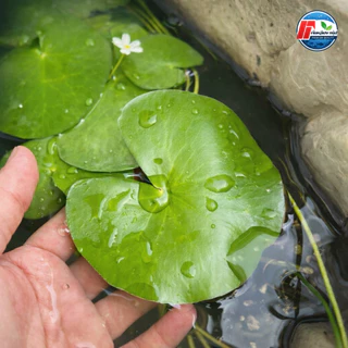 บัวบาพรีเมียม: ดอกบัวจิ๋วคัดพิเศษ ขนาดใหญ่เท่าฝ่ามือ!
