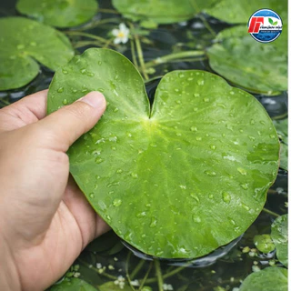 บัวบาพรีเมียม: ดอกบัวจิ๋วคัดพิเศษ ขนาดใหญ่เท่าฝ่ามือ!
