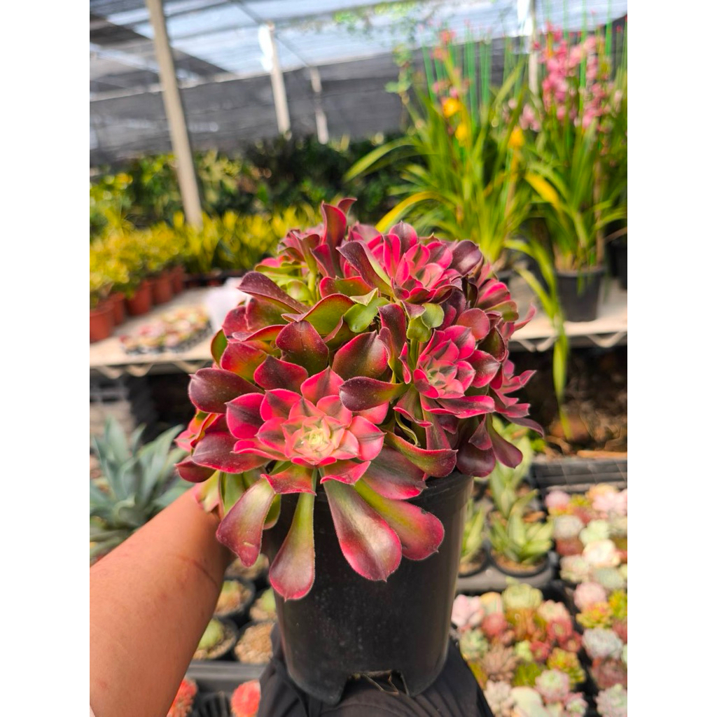 รอบ28/1/27 ทักก่อนสั่งต้นไม้อวบน้ำ เอโอเนียม -  Aeonium arboreum,  aeoniumดอกกุหลาบไอริชเลี้ยงง่าย โ