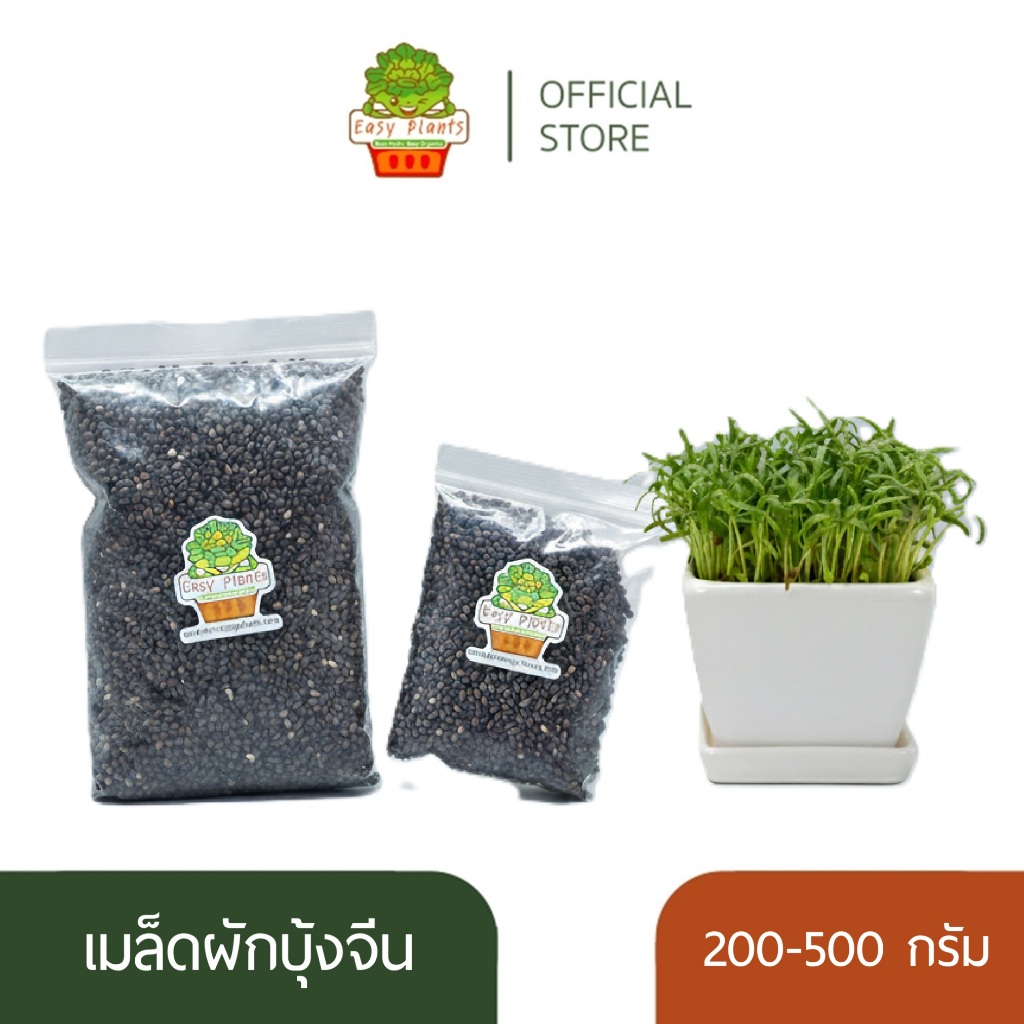 เมล็ดผักบุ้งจีน อัตราการงอก 99% พันธุ์ใบไผ่ เมล็ดผักบุ้งงอก ผักบุ้งต้นอ่อน เม็ด ผักบุ้ง ผักบุ้งจีน