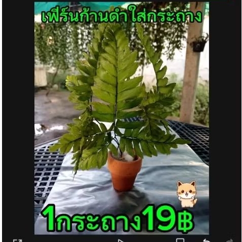 เฟิร์นก้านดำใส่โหลปลากัดใส่อ่างปลาทั่วไป