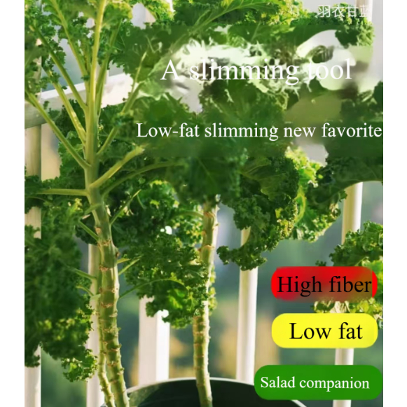 Kale seeds, kale varieties, wrinkled mustard greens, high germination rate