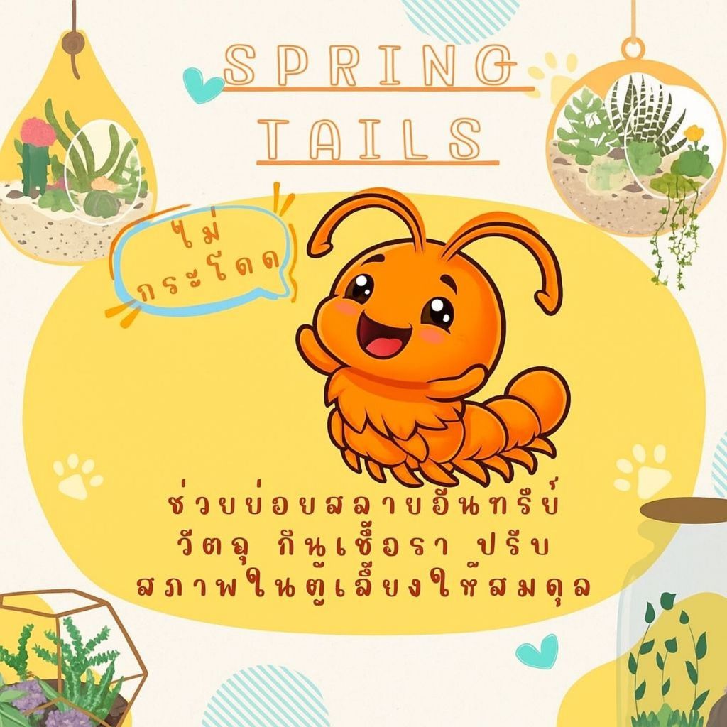 แม่บ้าน-ชุดส้ม กำจัดเชื้อรา [Spring-tails]