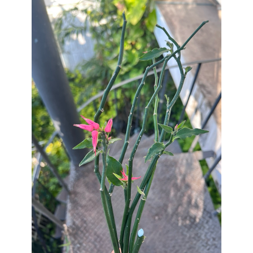 นกน้อยนำโชค จำหน่ายกิ่งตัดสด เซ็ต 5 กิ่ง ไม้มงคล