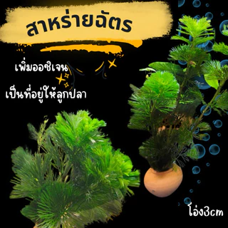 🏡สาหร่าย​หางกระรอก​เป็นอาหารปลา​🐟  อาหารกุ้ง   อาหารหอยได้ดี5แถม1