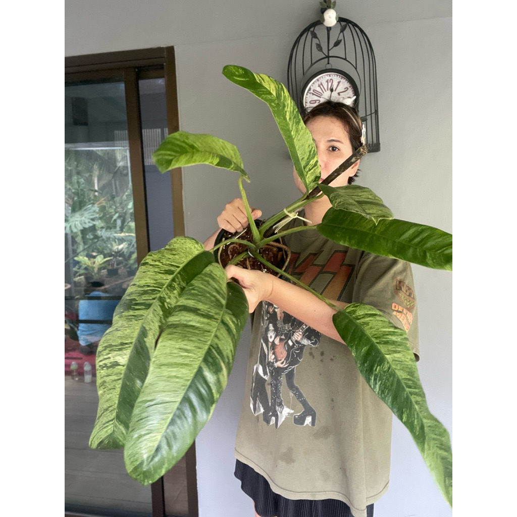 ระงดด่างสามสี ด่างลายหินอ่อน