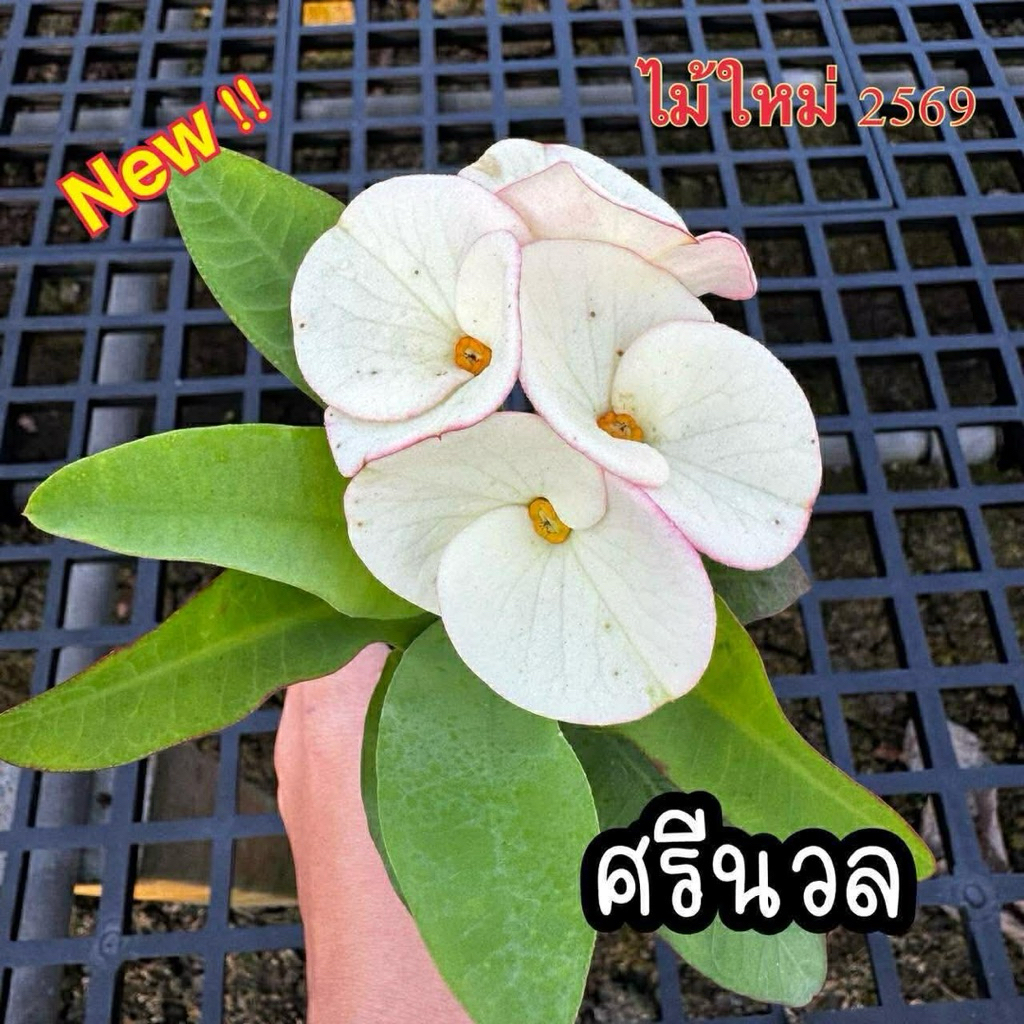 โป๊ยเซียนกิ่งชำ สายพันธุ์ “ศรีนวล” (ไม้ใหม่ปี 2569 ดอกขาวนวลดอกใหญ่มาก) กระถาง 2 นิ้ว ส่งทั้งกระถาง