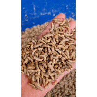 หนอน Super Fly Worm ฟรีซดราย สำหรับ หนูแฮมสเตอร์ เม่นแคระ ชูการ์ ขนาด 50 กรัม