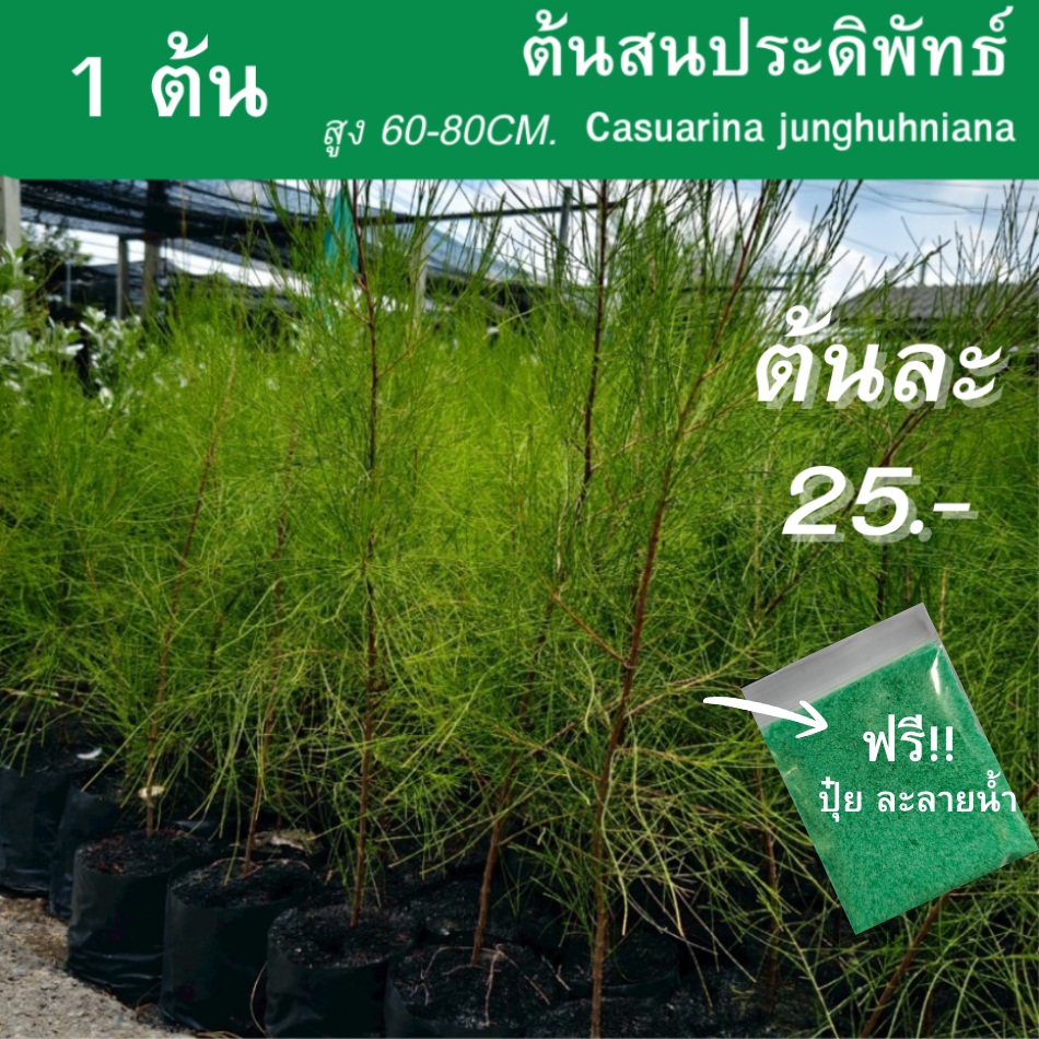 ต้นสนปดิพัทธ์ สูง 60-80cm. (1 ต้น) สนปดิพัทธิ์