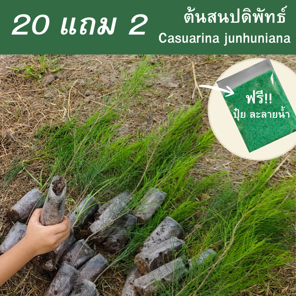 ต้นสนปดิพัทธ์ ไซส์เล็ก สูง30-40cm. (ชุด 20 ต้น แถมฟรี 2 ต้น) กล้าสนปดิพัทธิ์
