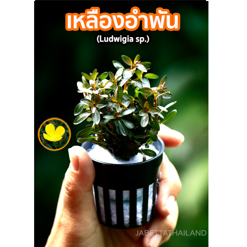 ต้นไม้น้ำ เหลืองอำพัน Ludwigia ไม้น้ำตกแต่งตู้ปลา ไม้ตัดสด ประดับอ่างปลาสวยงาม จำนวน 1 กระถาง