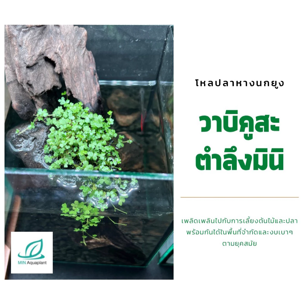 [MIN]wabi วาบิตำลึงแคระญี่ปุ่น แค่วางไม่ลอย ไม้น้ำ เลี้ยงง่าย no co2 ได้ thumbnail 6