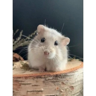 [17รสชาติ] ยอดฮิต อาหารหนูแฮมสเตอร์ hamster อาหารหนู Petheng บรรจุ 180 กรัม