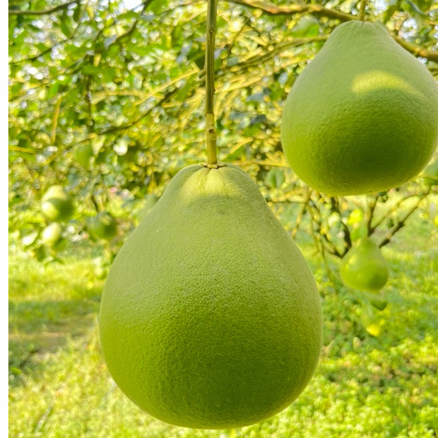 ส้มโอทับทิมสยามปากพนังของแท้ สินค้ามีใบรับรองGI - รูปที่ 4