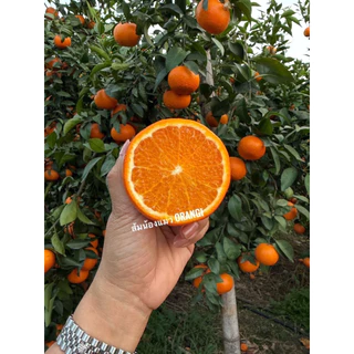 🍊ส้มแมนดาริน ฮันนี่เมอคอท นำเข้าจากออสเตเรีย หวานอมเปรี้ยว สดใหม่ 🍊