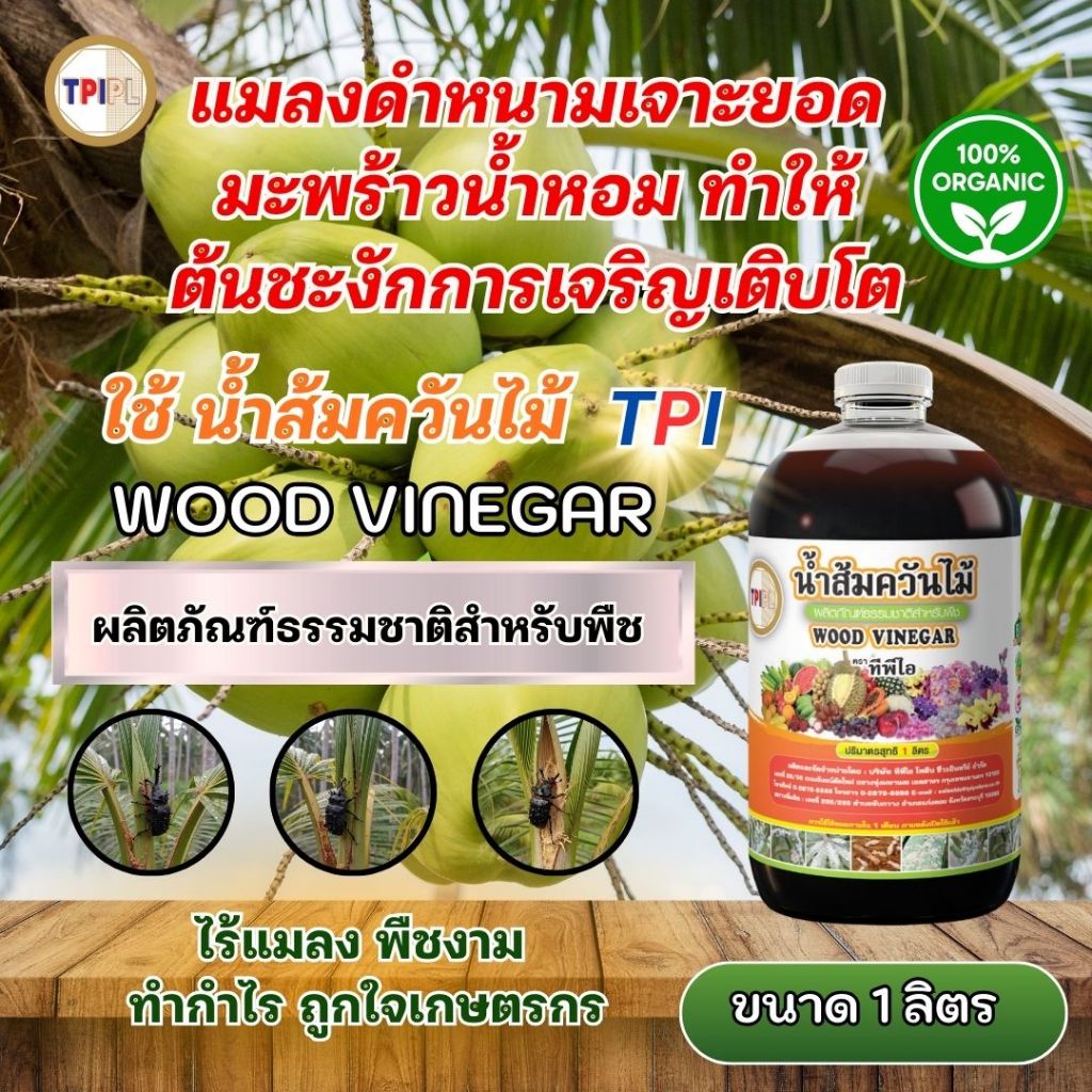แมลงดำหนามเจาะยอดมะพร้าวน้ำหอม ทำให้ต้นชะงักการเจริญเติบโต แก้ปัญหาด้วย น้ำส้มควันไม้ TPI