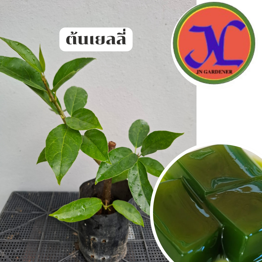 ต้นพันธุ์เยลลี่สูง25-35เซนติเมตร,ปักชำกิ่ง,ใบต้นเยลลี่นำไปทำวุ้นได้