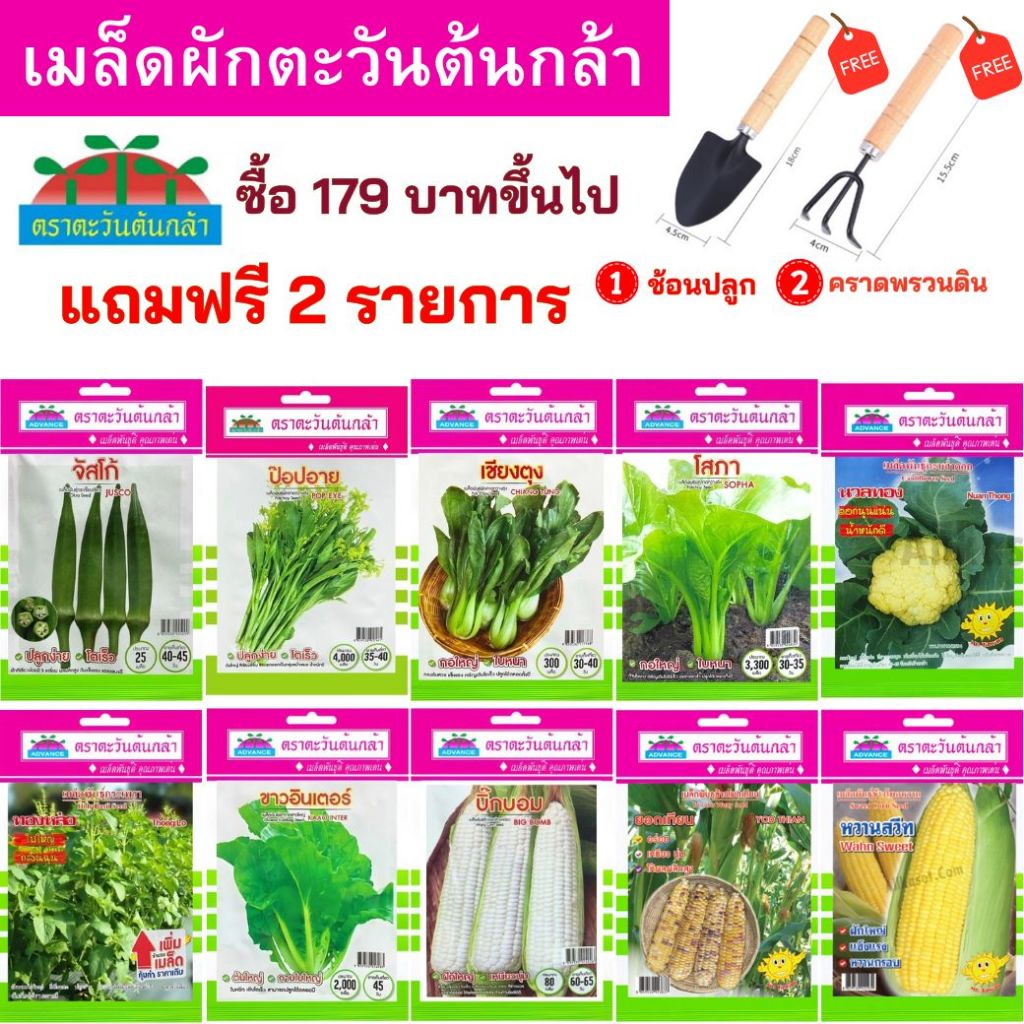 เมล็ดพันธุ์ ตะวันต้นกล้า  ซื้อ 179 บาทขึ้นไป แถมฟรี ช้อนปลูก และคราดพรวนดิน