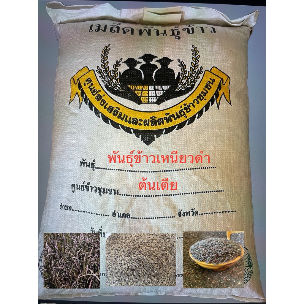 เมล็ดข้าวเปลือก ข้าวเหนียวดำ ลืมผัวฤดูฝน ปี68