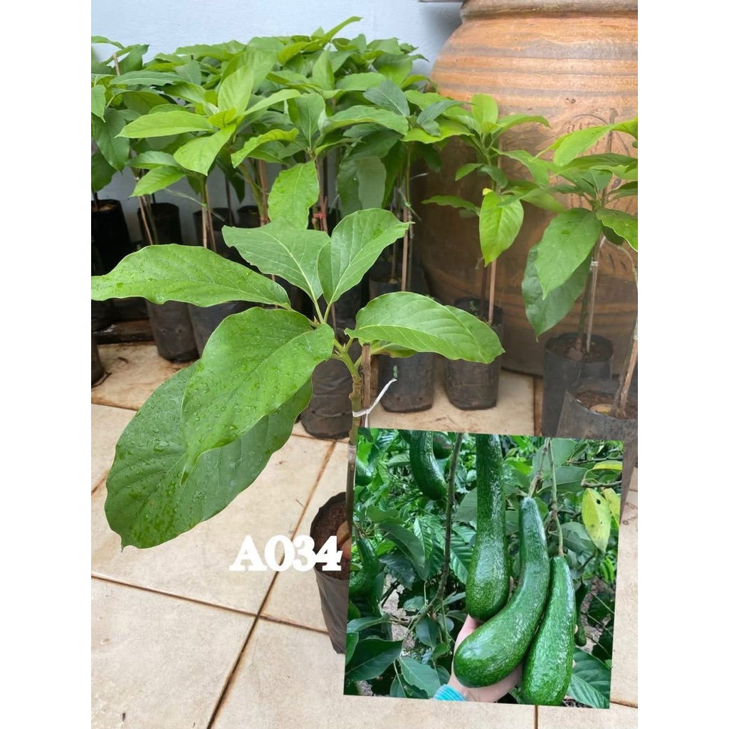 #ต้นกล้า034 ต้นอะโวคาโด้340เสียบยอดแล้วพร้อมลงปลูก