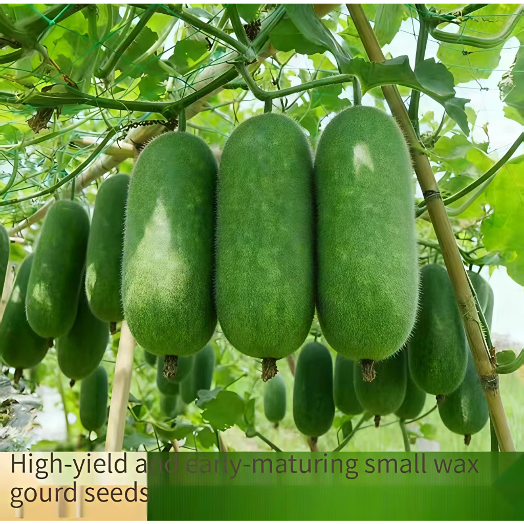 Early green small winter melon seed hairy winter melon mini-fruit Winter melon early maturity garden