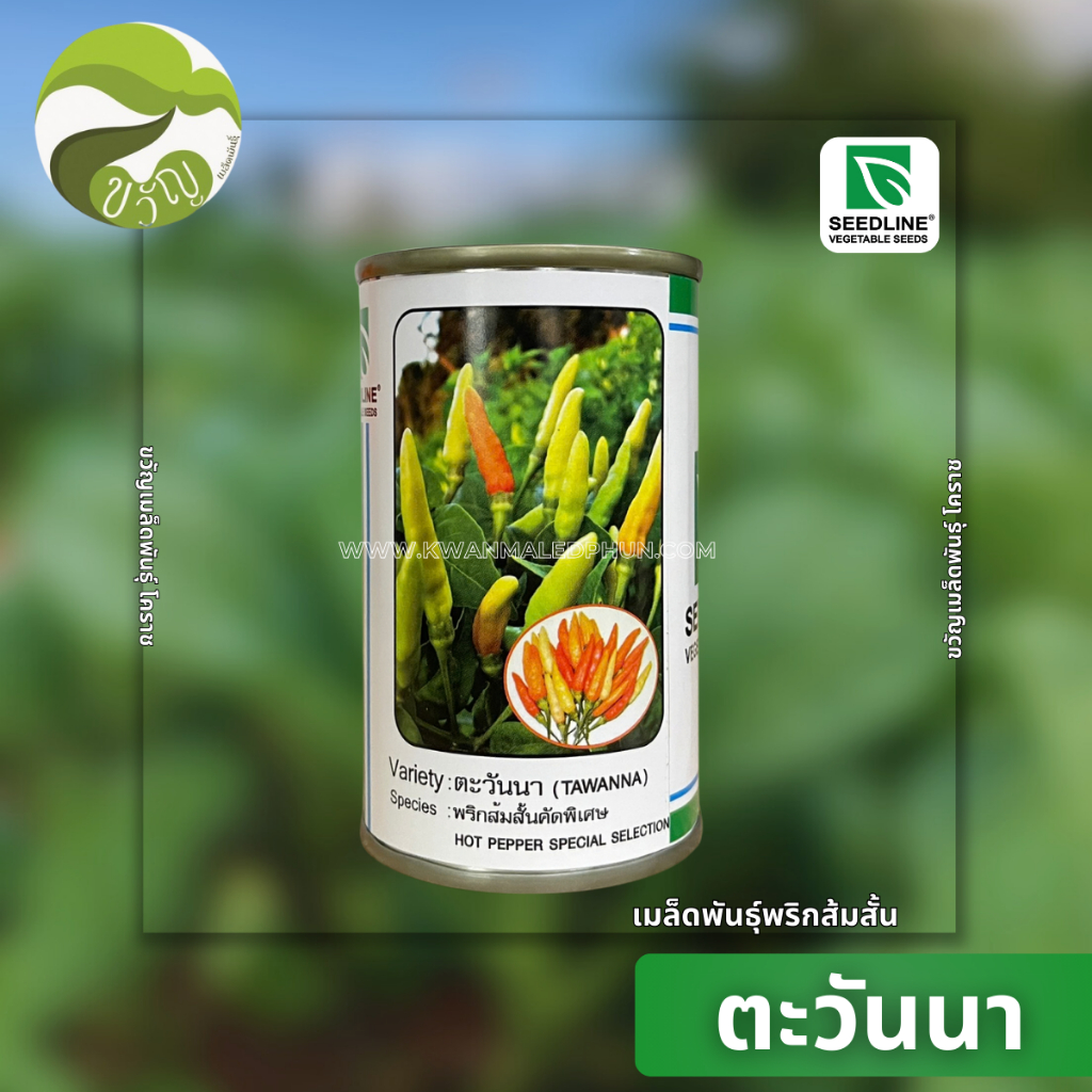 ตะวันนา เมล็ดพันธุ์ พริกส้มสั้น จากซีดไลน์ ขนาด 20กรัม