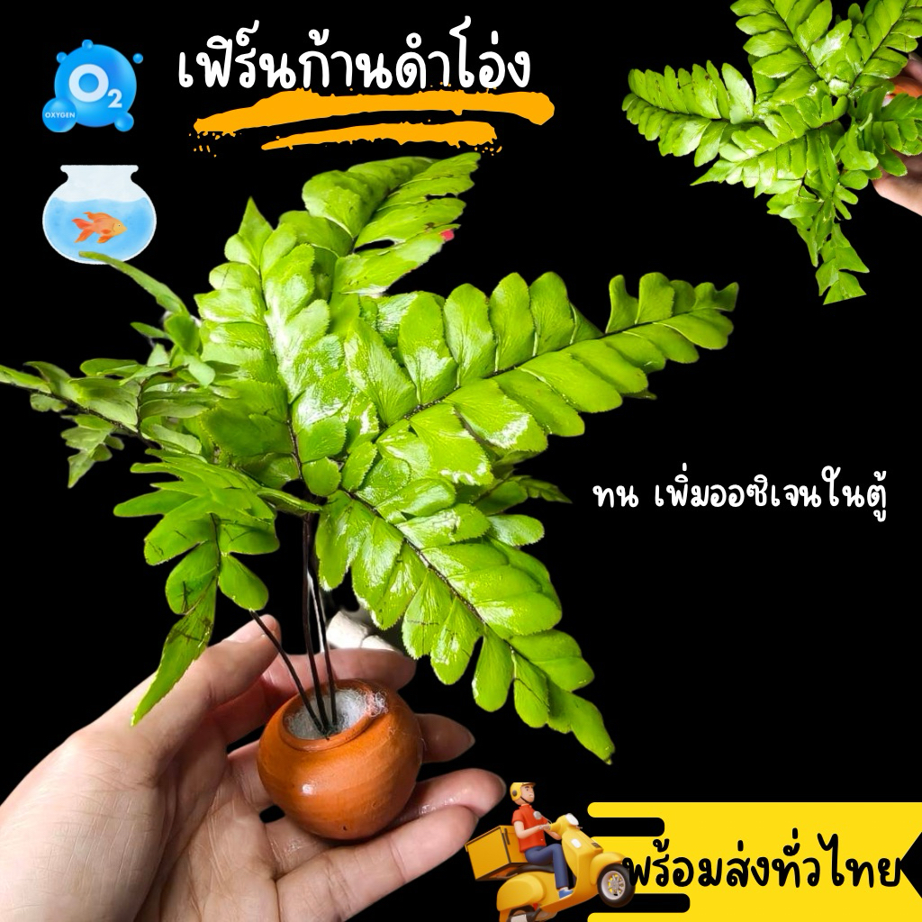 เฟิร์นก้านดำ (โอ่ง) แต่งตู้ปลา