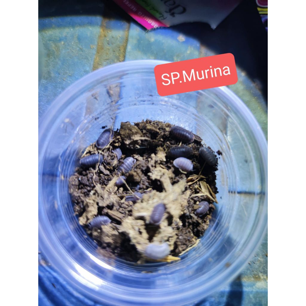 🌑🌑🌑🌑ชุดอาหารสัตว์เล็กSp.murina1set8ต.