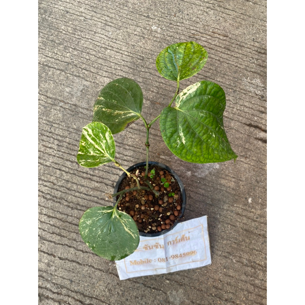 ต้นพริกไทยด่าง 🌿ต้นที่ส่ง คือ ต้นในรูป 🌿ด่างสวย🌿กระถาง 6 นิ้ว