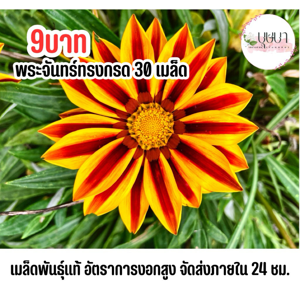 เมล็ดดอกพระจันทร์ทรงกลด 9 บาท