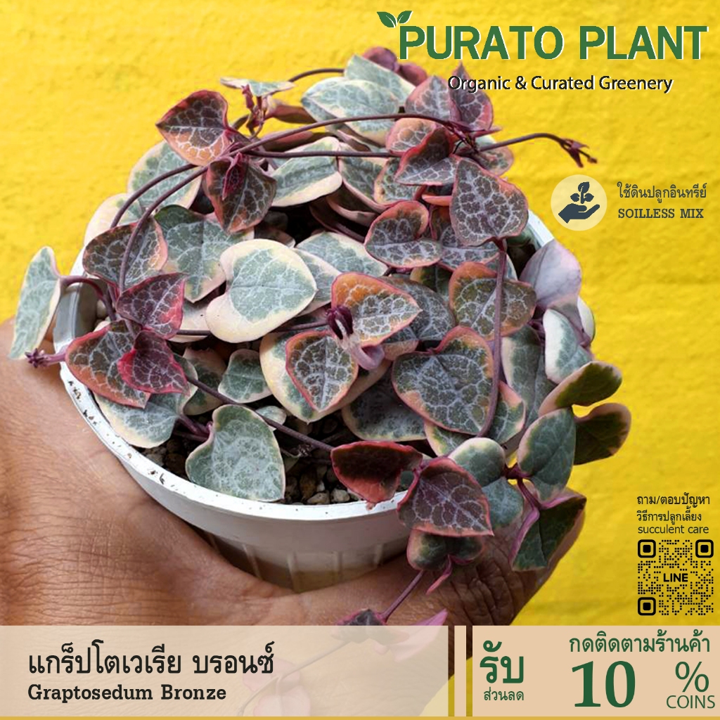 ต้นไม้อวบน้ำ สายป่านดวงใจด่าง Ceropegia woodii f.variegate String of Heart #สีชมพู #สายป่านดวงใจ