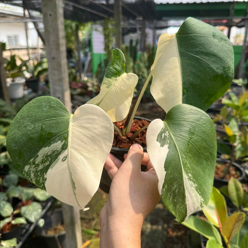 Monstera Albo Borsigiana มอนสเตร่า อัลโบ้ ไม้ด่าง