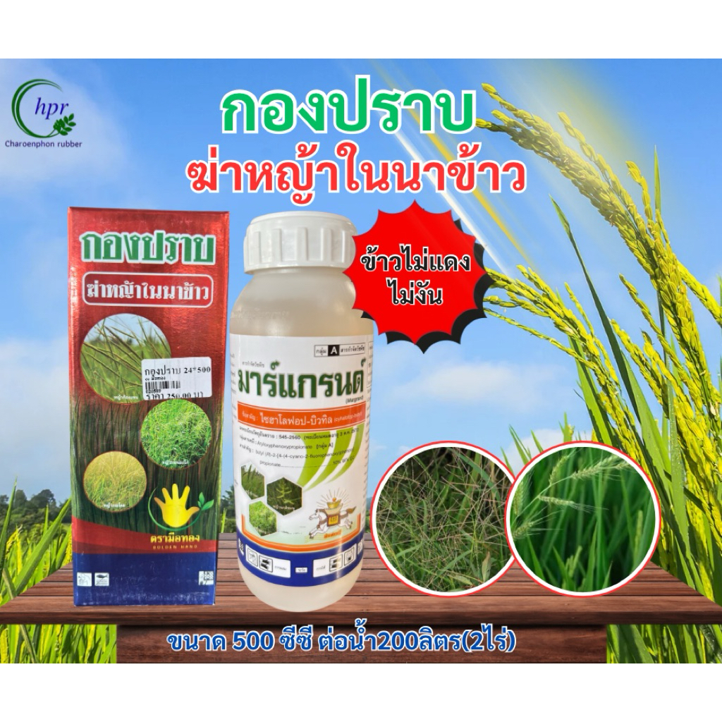 ไซฮาโลฟอบ-บิวทิว10 (กองปราบ) กำจัดวัชพืชใบแคบ-กก หญ้าดอกขาว หญ้าข้าวนก หญ้าแดง ขนาด500cc สารกำจัดหญ้าแก่ หญ้าข้าวนก ราคาถูก Shopee Lazada