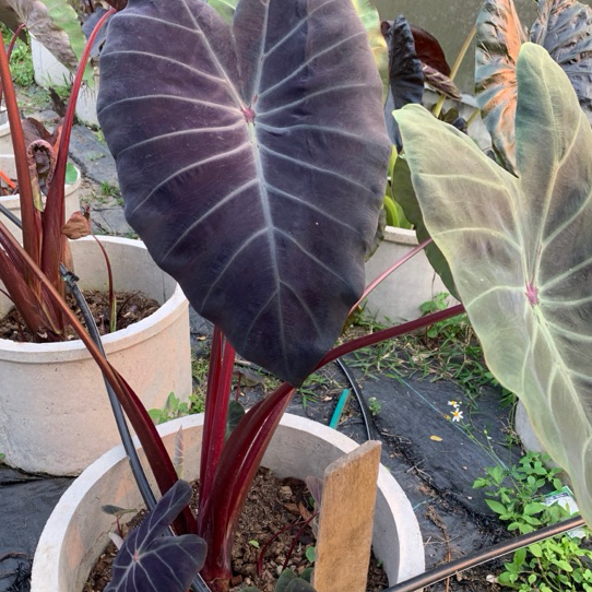 โคโลคาเซียคอนสุ(Colocasia Khonshu)ไม้ฟอกอากาศ ไม้มงคล บอนสี ไม้ประดับ ไม้แต่งสวน  ไม้ด่าง ไม้หายาก