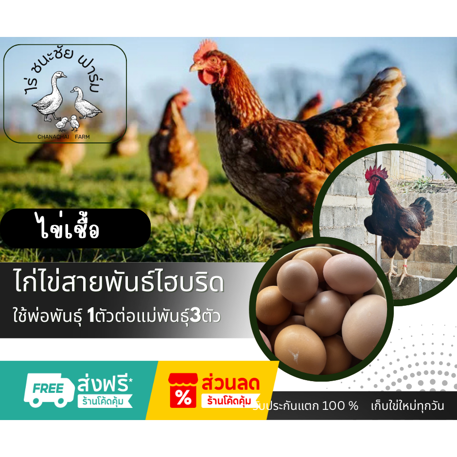 ไข่เชื้อ ไก่ไข่ ไก่สายพันธ์ไฮบริดสำหรับนำไปฟัก ไข่เชื้อไก่ไข่สำหรับฟักสายพันธุ์ 1ฟอง ไฮบริดโรมันบราว