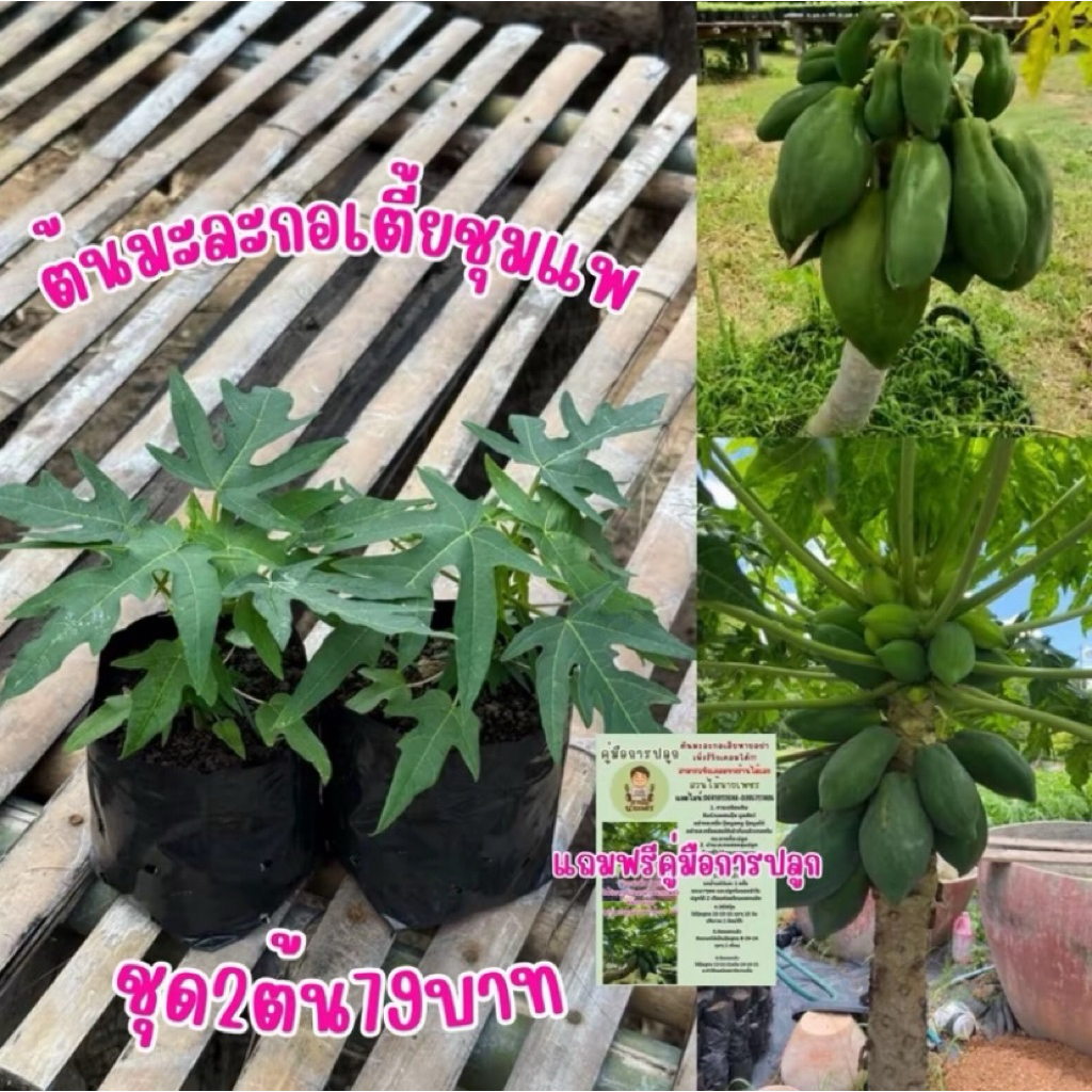 ต้นมะละกอเตี้ยชุมแพ ชุด2ต้น79บาท เตี้ยแท้ แถมฟรีคู่มือการปลูก