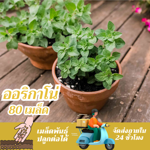 เมล็ดพันธุ์ ออริกาโน 80 เมล็ด Oregano เมล็ดพันธุ์แท้ นำเข้าจากต่างประเทศ พืชผัก สวนครัว ปลูกง่าย โตไว