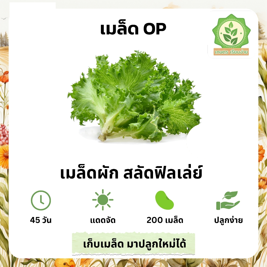 เมล็ดพันธุ์สลัดรวมผักต่างๆ เมล็ดสลัดฟินเลย์  สลัดฟิลเล่ย์ เมล็ดสลัดฟินเล่ พันธุ์ OP บรรจุ 200 เมล็ด
