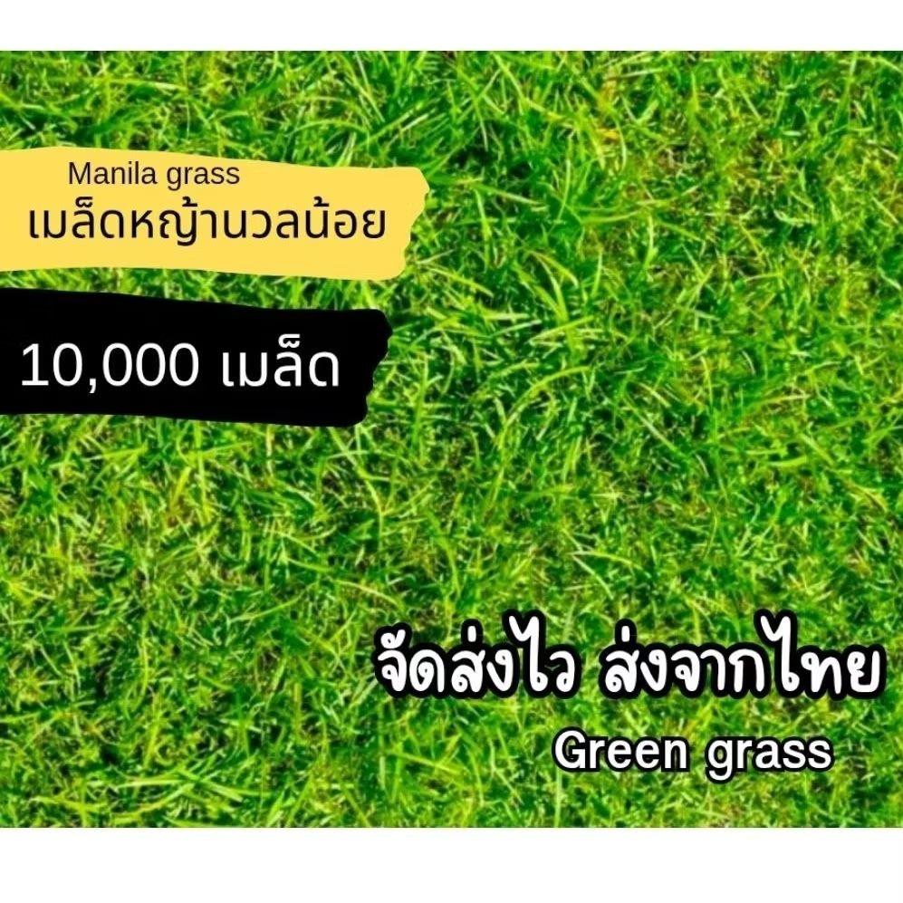 เมล็ดหญ้าสนามนวลน้อย 10,000 เมล็ด ส่งไว